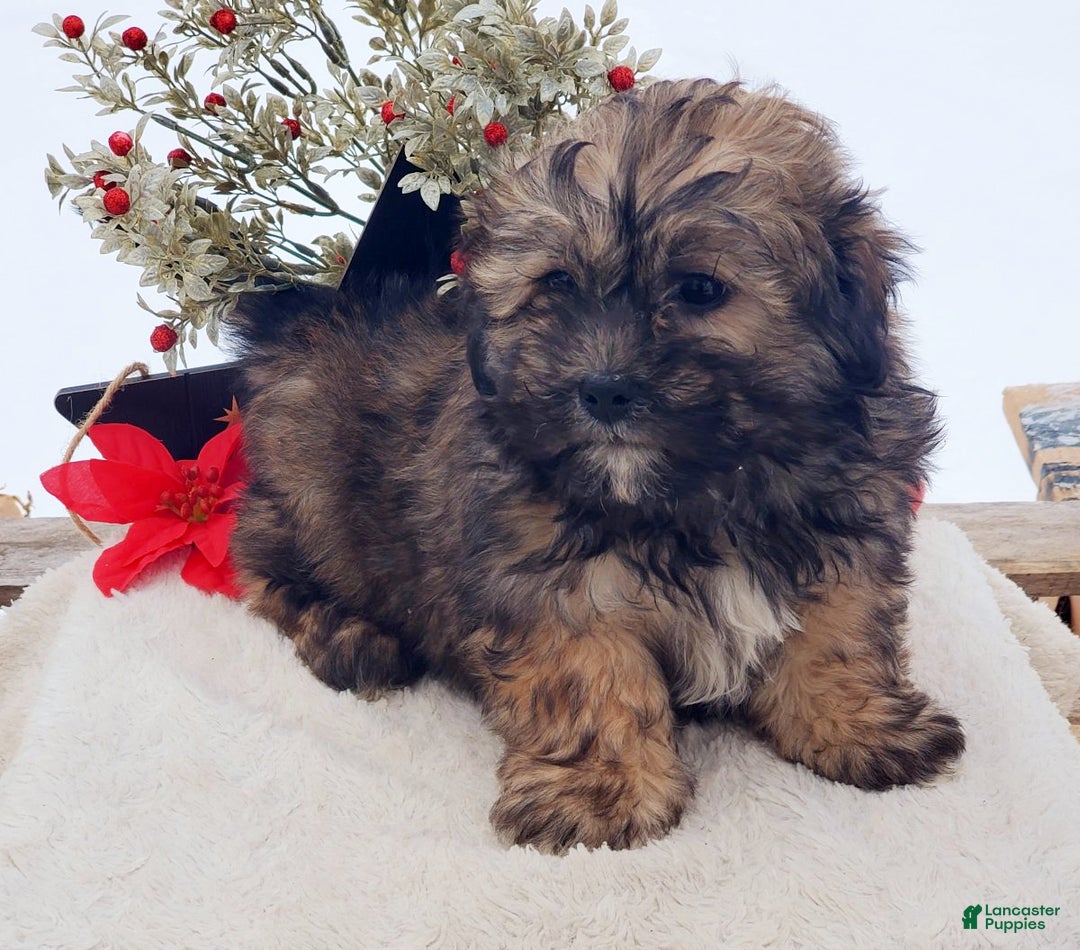 Teddy Bear dogs for sale: Betsy - Ad 1