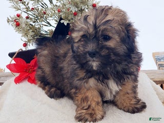 Teddy Bear dogs Betsy - Ad 20