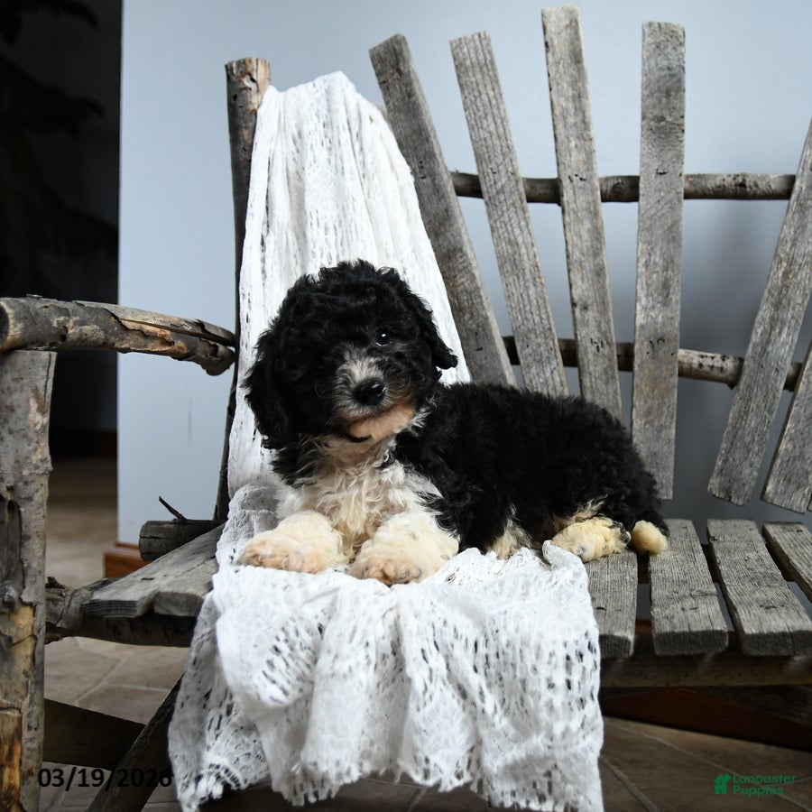 Cavapoo dogs Ned - Ad 2