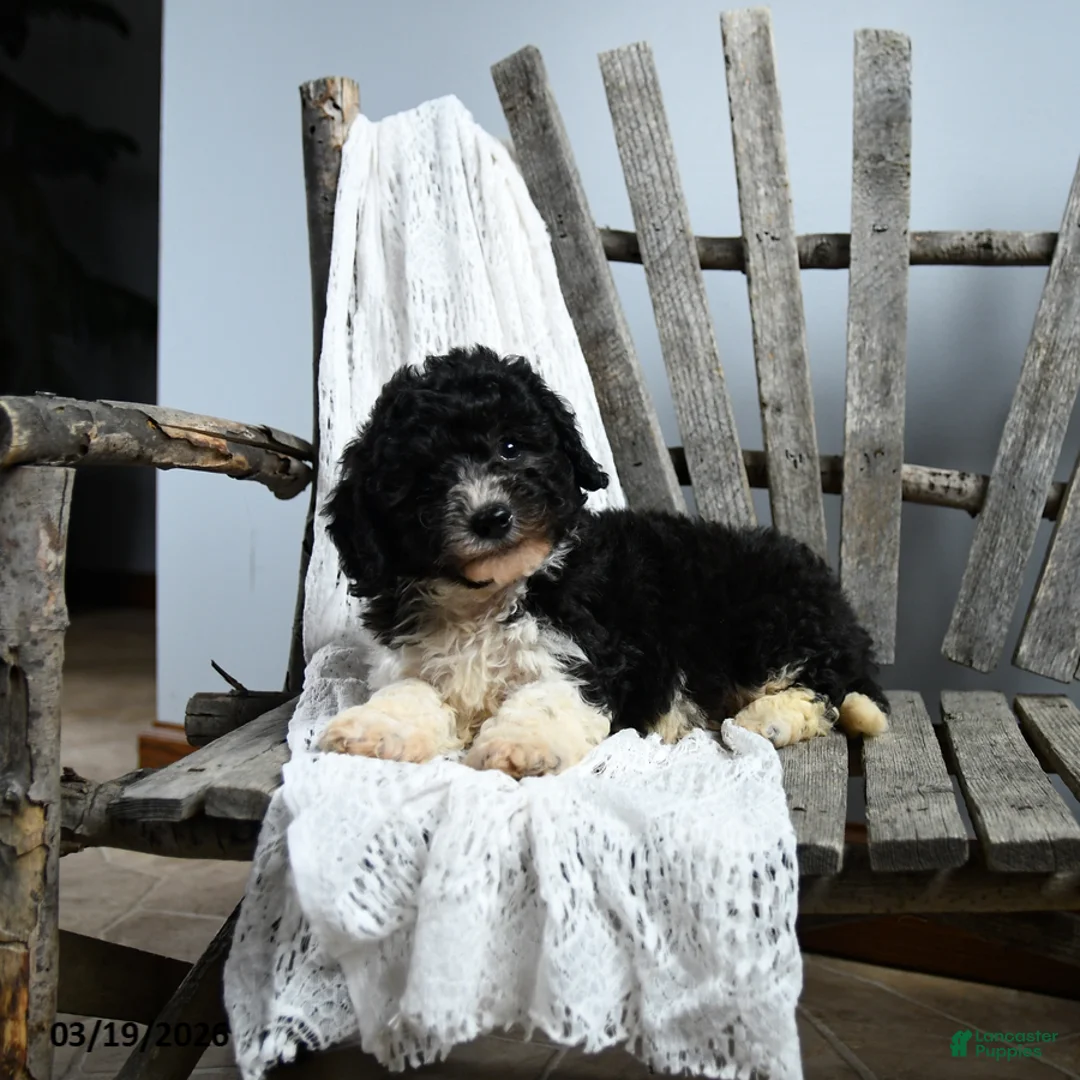 Cavapoo dogs for sale: Ned - Ad 2