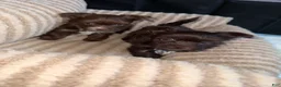 Yorkshire Terrier dogs for sale: Mocha - Ad 5