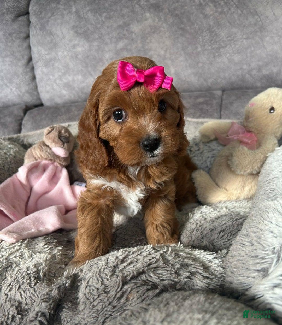 Cavapoo dogs for sale: Ella - Ad 1