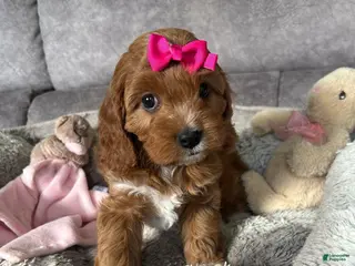 Cavapoo dogs Ella - Ad 39