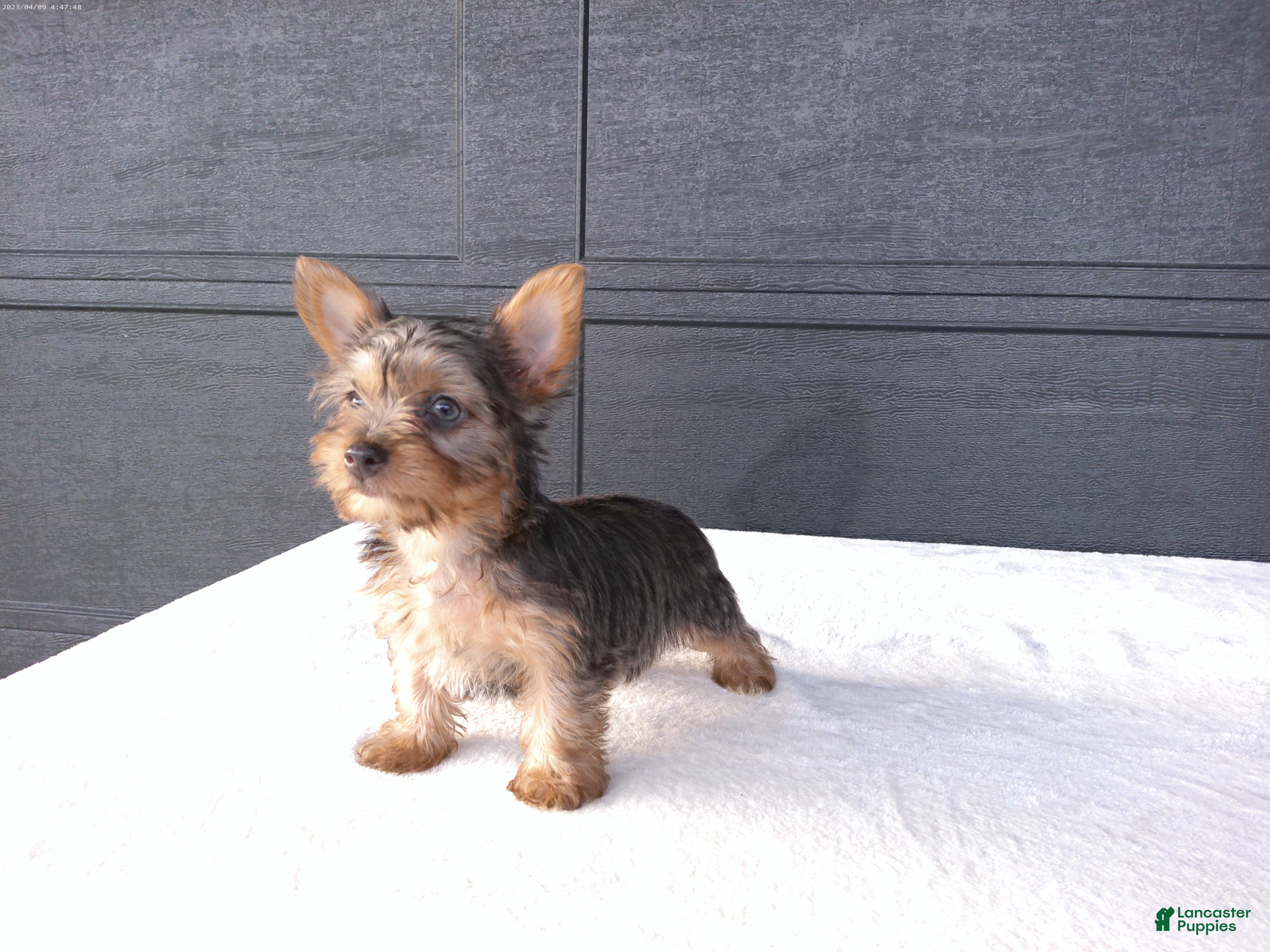 Yorkshire Terrier dogs Chloe - Ad 2