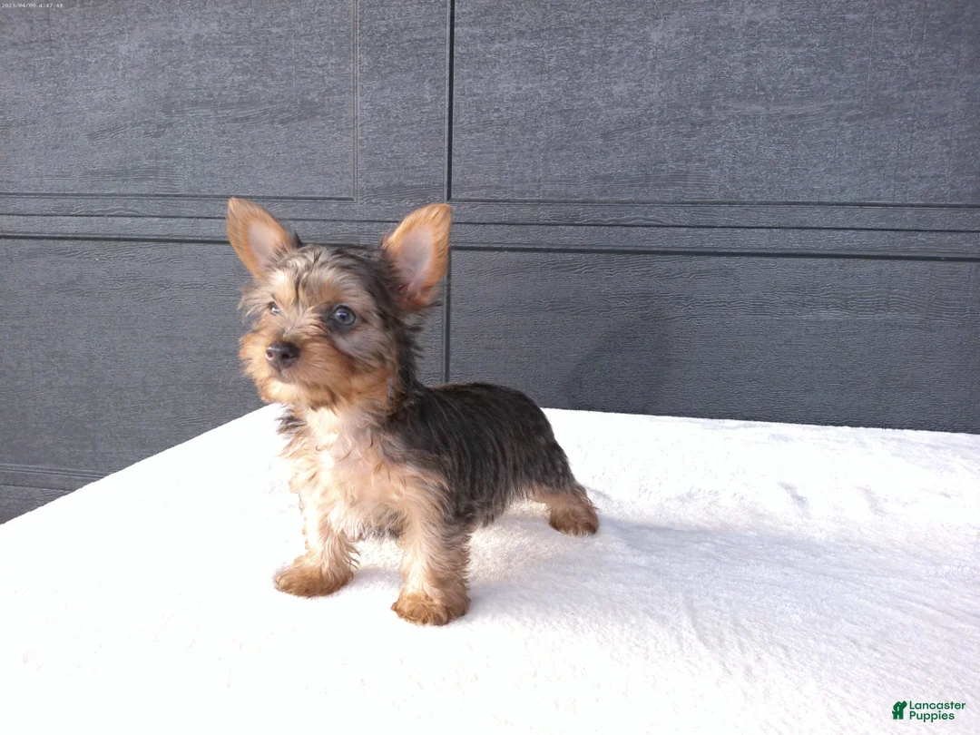 Yorkshire Terrier dogs for sale: Chloe - Ad 2