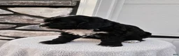 Mini Bernedoodle dogs for sale: Carrie - Ad 5