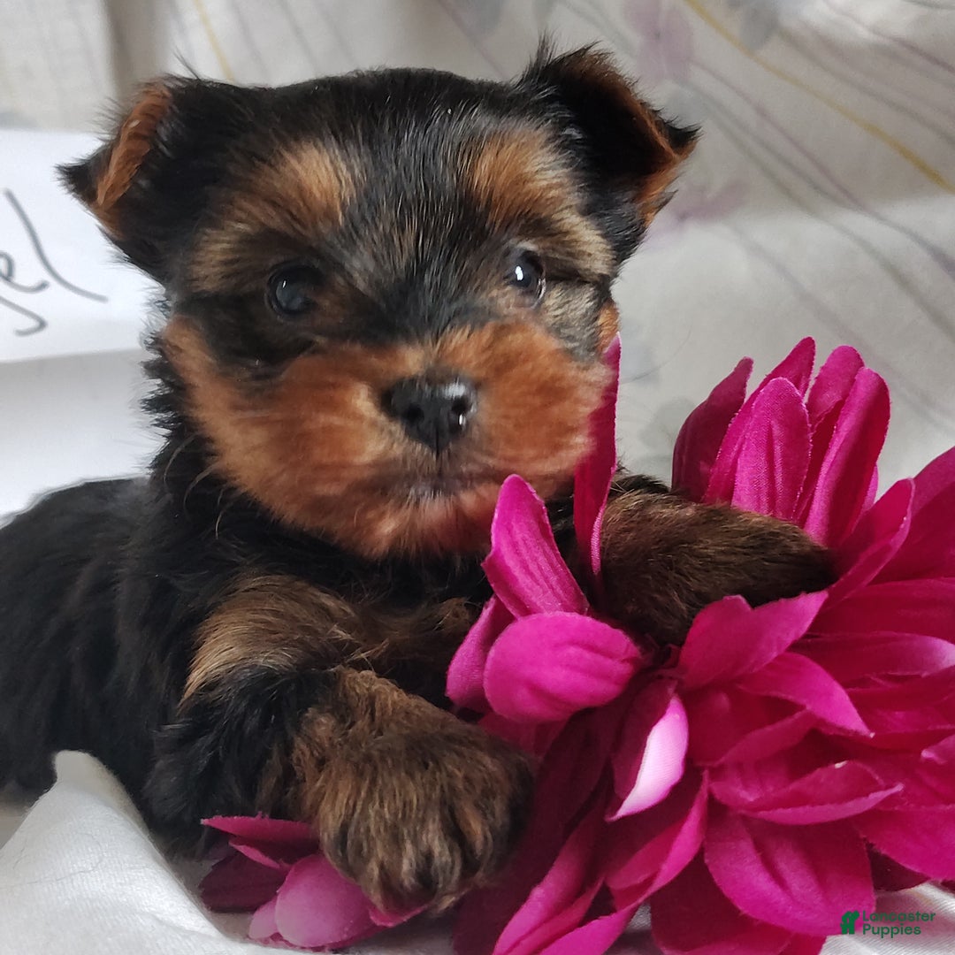 Yorkshire Terrier dogs for sale: Angel - Ad 1