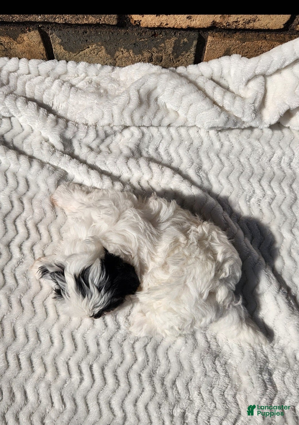 Havapoo dogs Penny - Ad 2