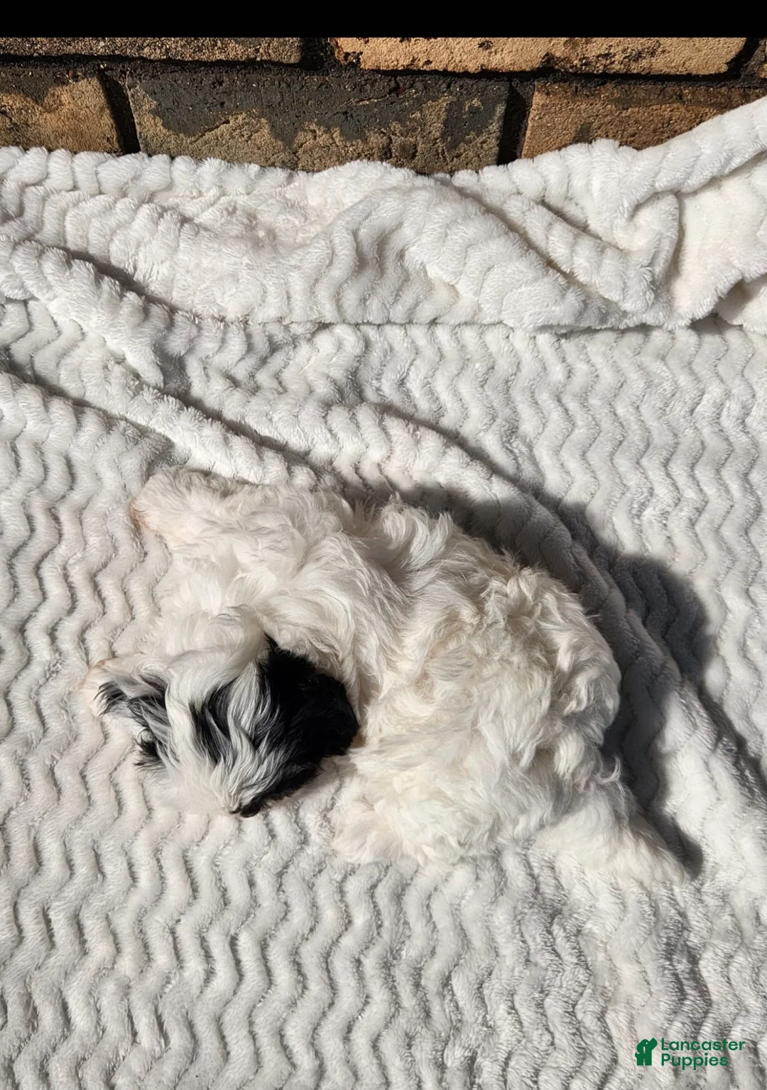 Havapoo dogs for sale: Penny - Ad 2