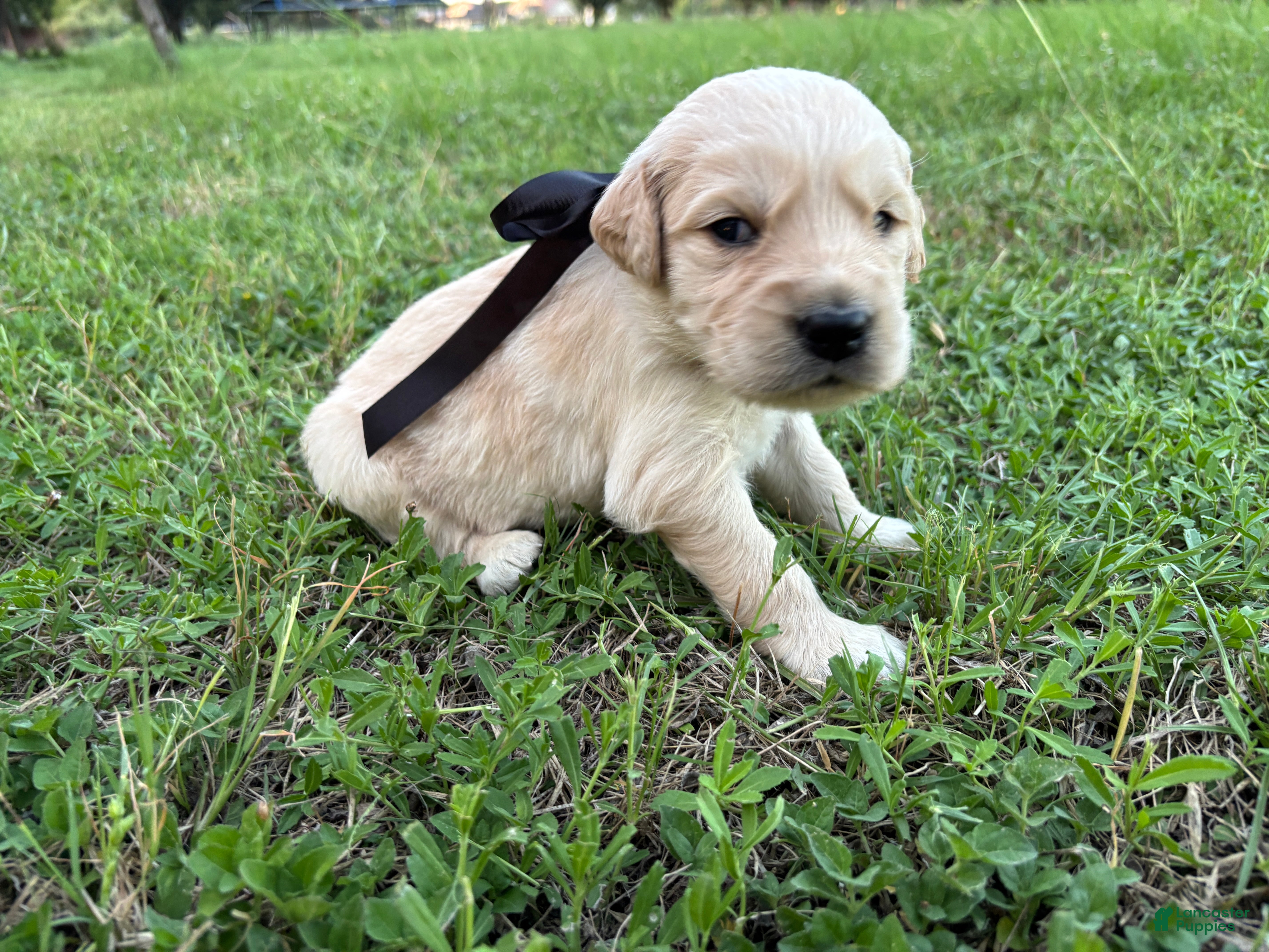 Golden Retriever dogs Golden Retriever 2 - Ad 14