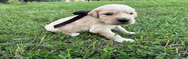 Golden Retriever 2