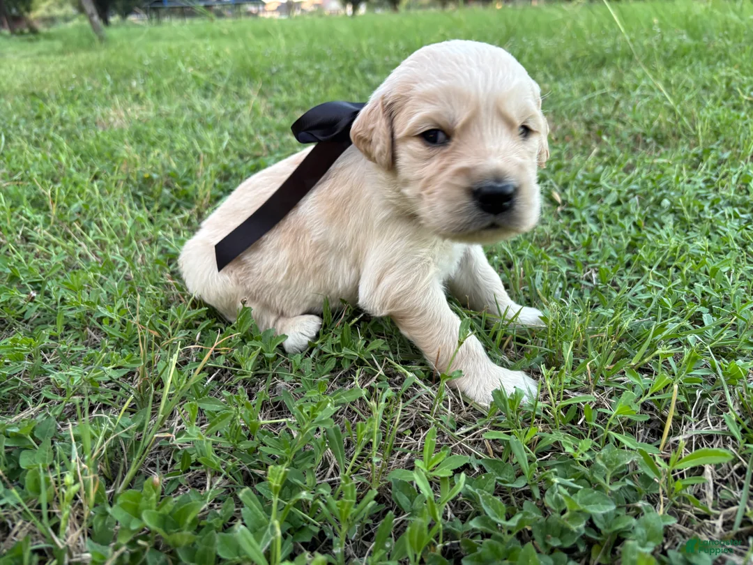 Golden Retriever dogs for sale: Golden Retriever 2 - Ad 1