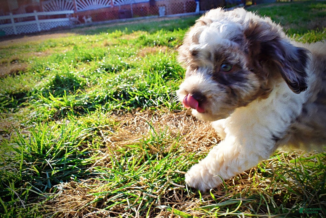 Havapoo dogs for sale: Precious - Ad 23