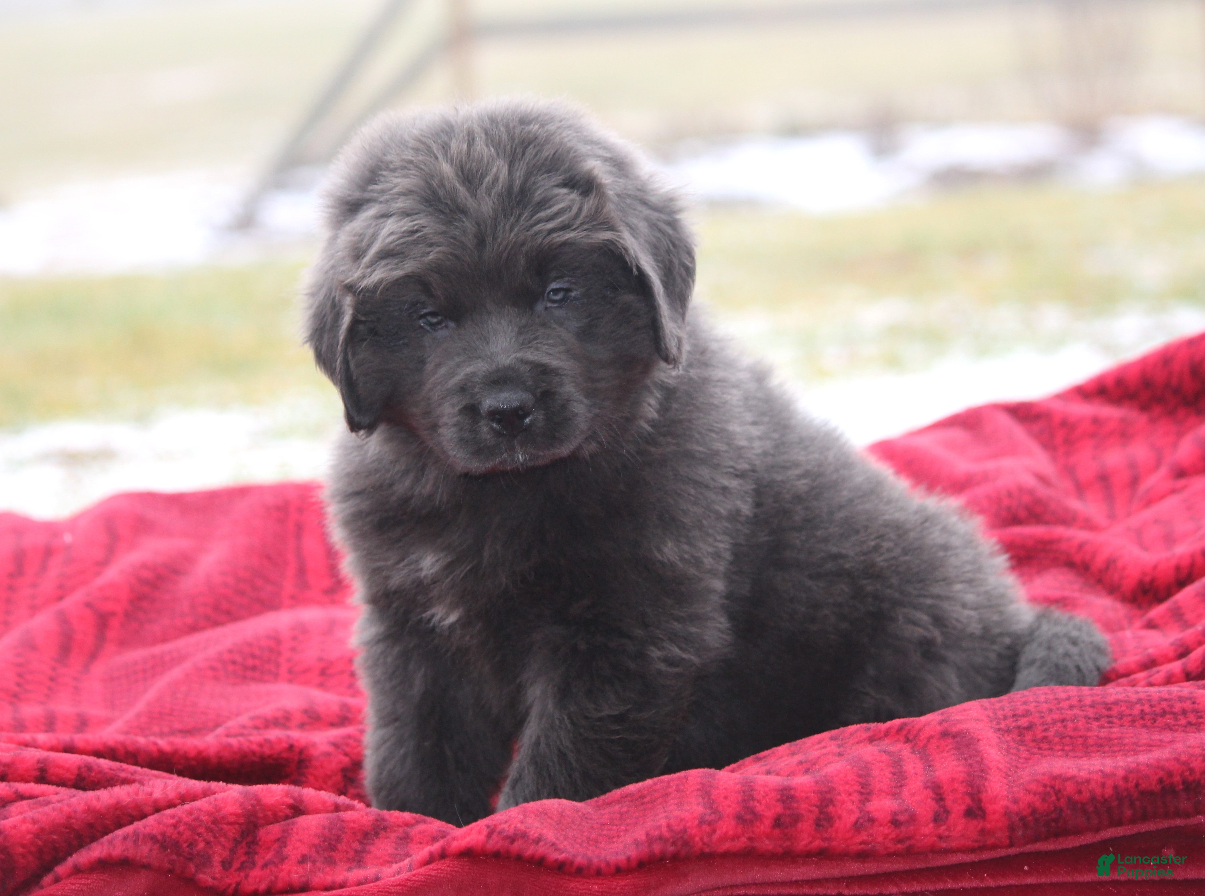 Newfoundland dogs Trey  - Ad 32