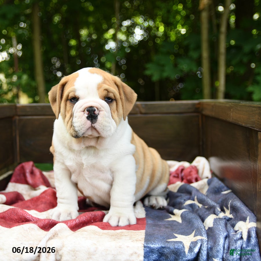 Olde English Bulldogge dogs Samson - Ad 1