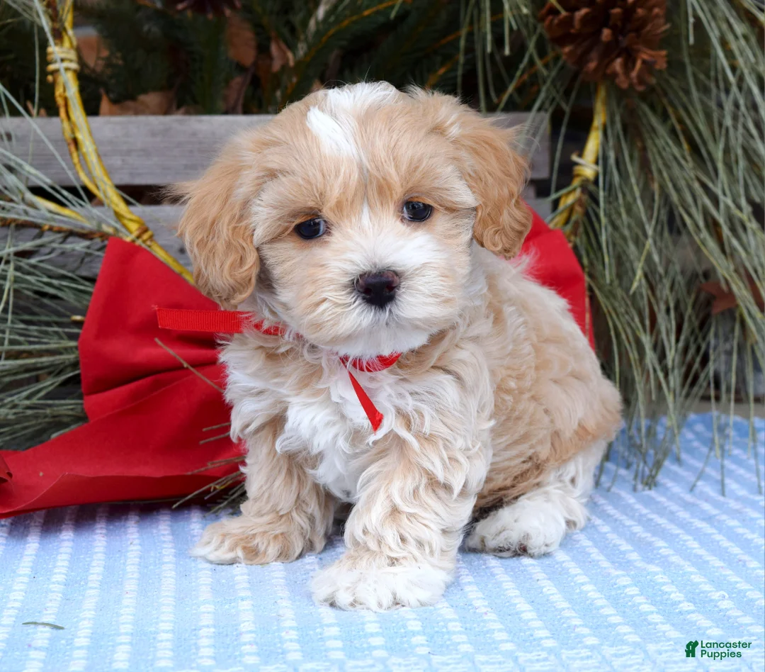 Maltipoo dogs for sale: Milo - Ad 1
