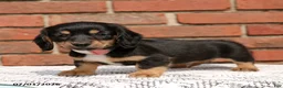 Miniature Dachshund dogs for sale: Luca - Ad 2