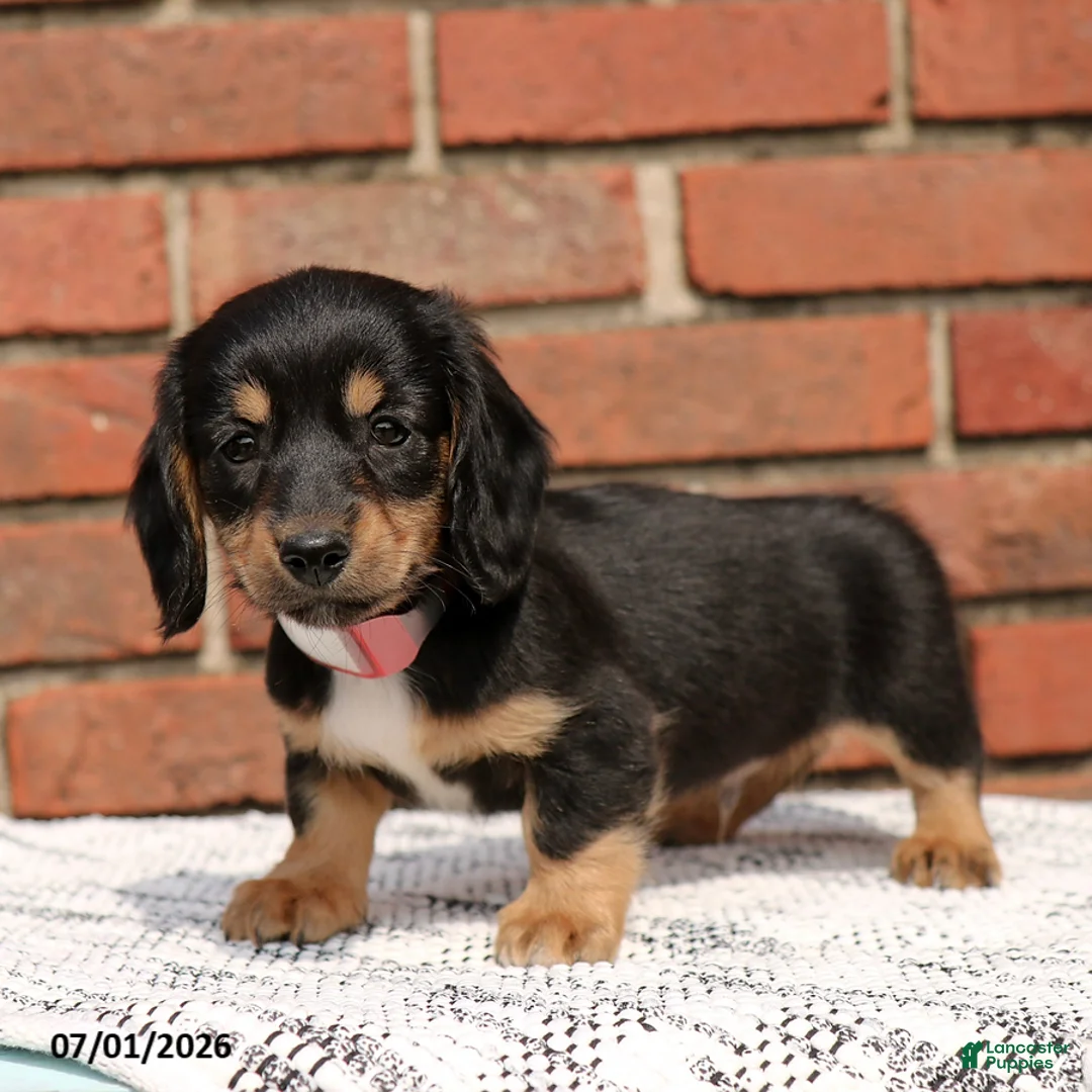 Miniature Dachshund dogs for sale: Luca - Ad 2
