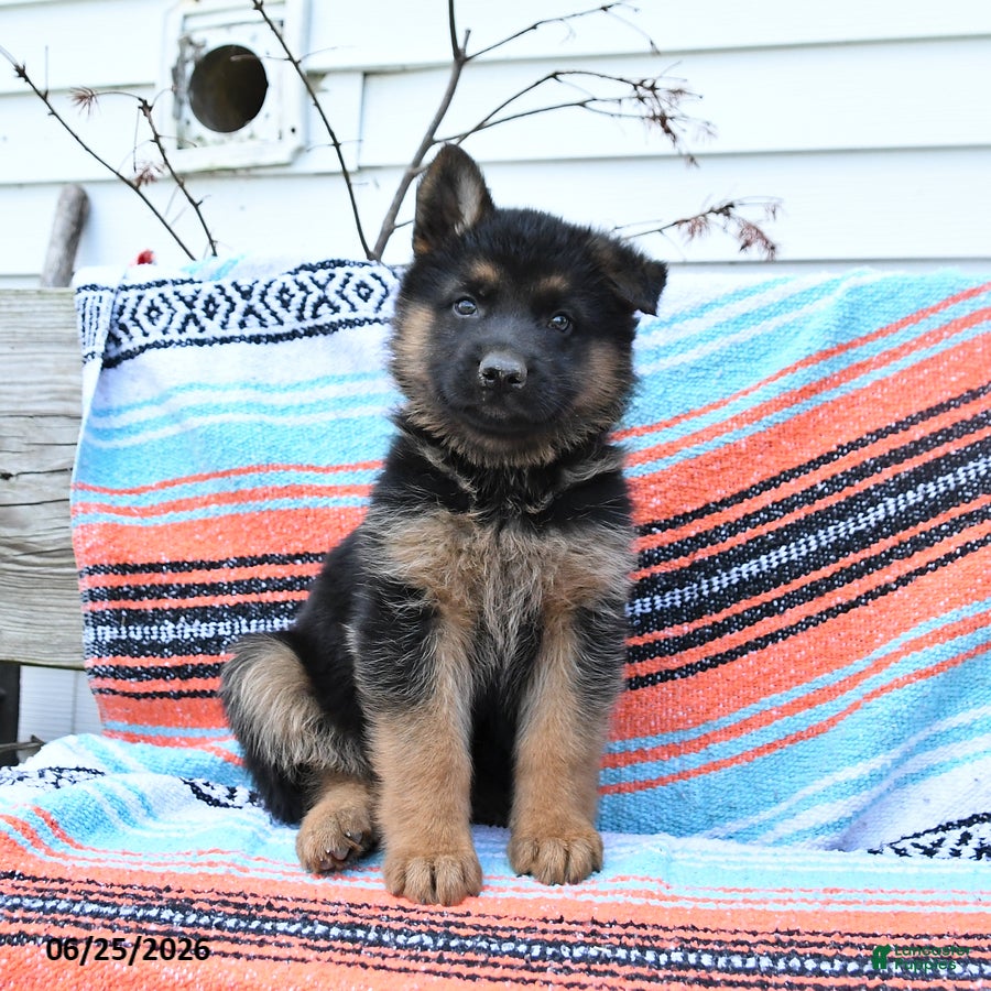 German Shepherd dogs Leo - Ad 2