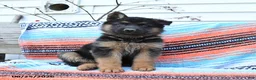 German Shepherd dogs for sale: Leo - Ad 2
