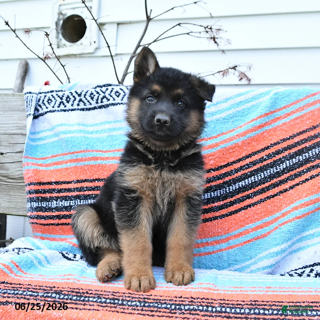 German Shepherd dogs for sale: Leo - Ad 2