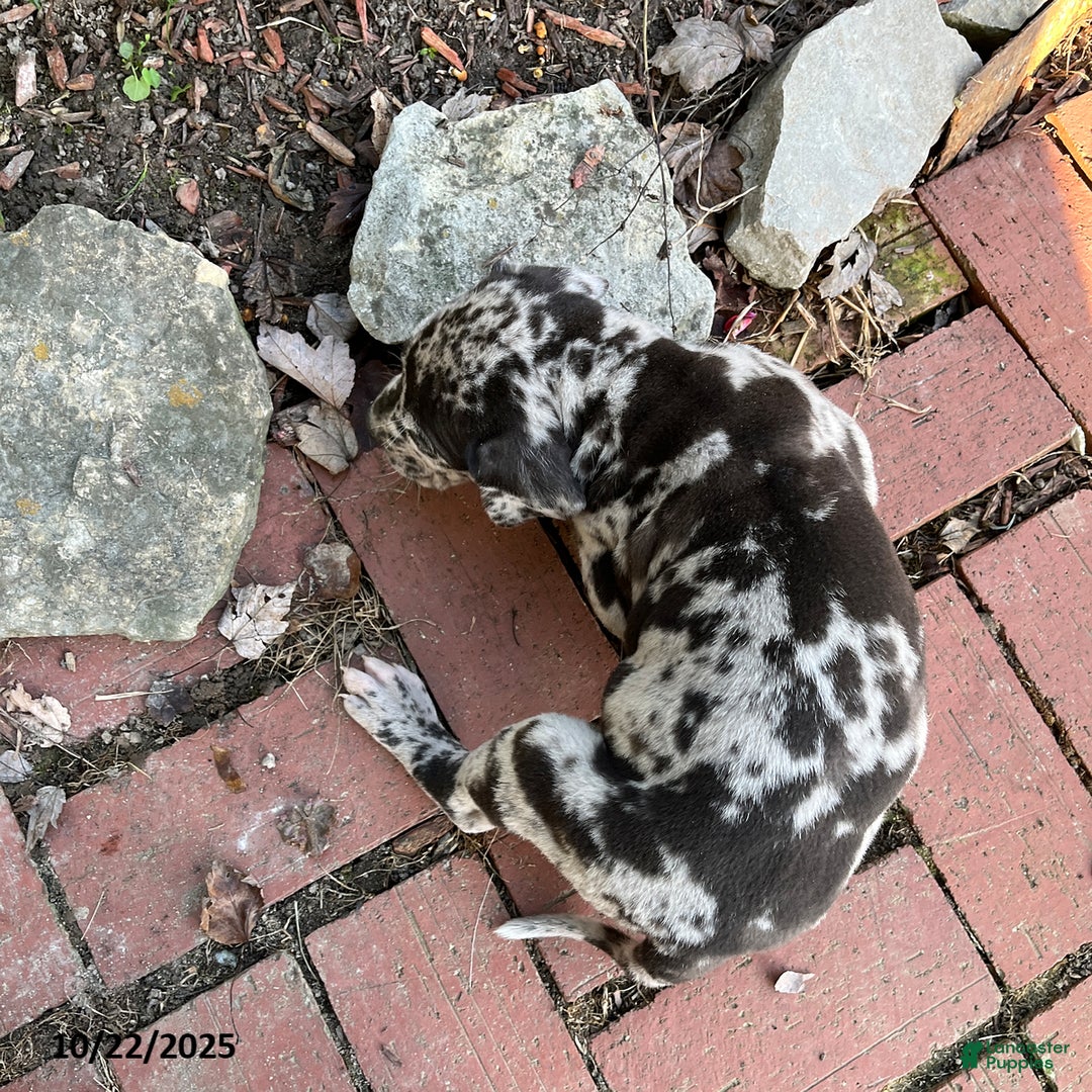 Oreo for sale in Versailles Lancaster Puppies