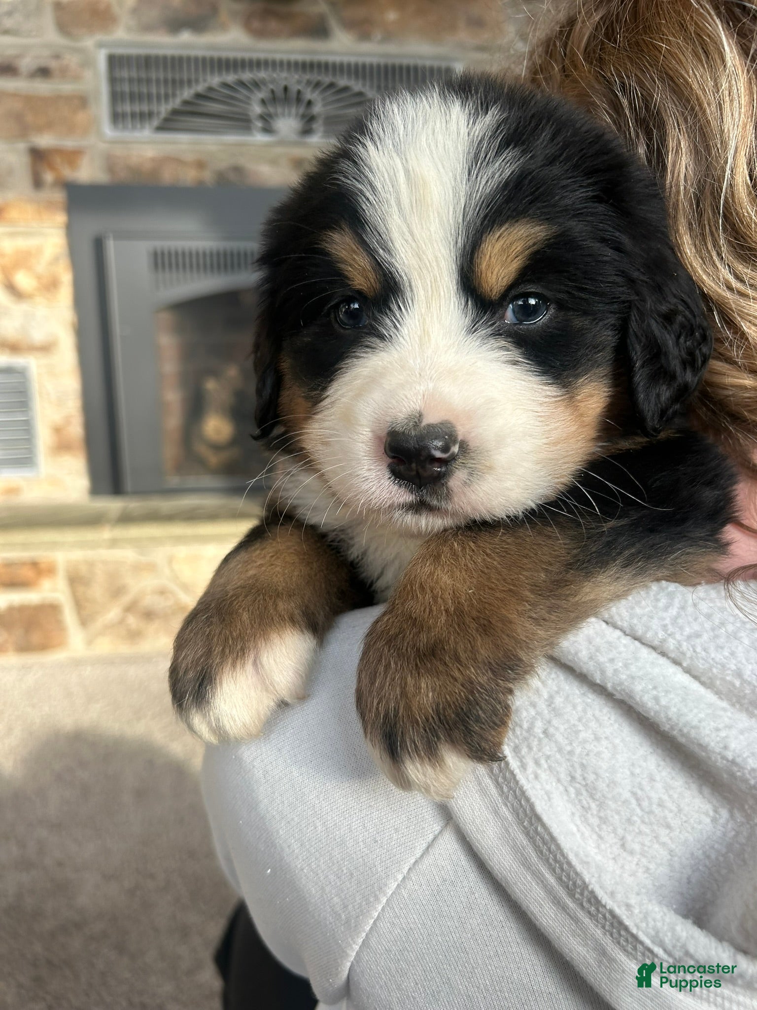 Bernese Mountain Dog dogs Bernese Mountain Dog Puppy 2 - Ad 9