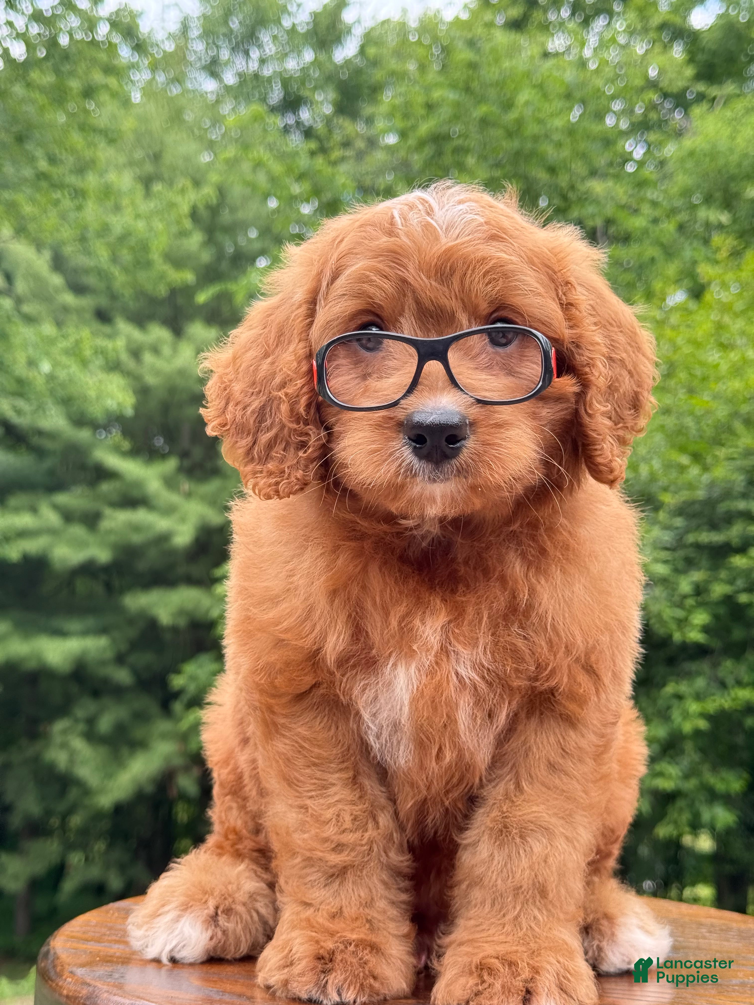 Mini Goldendoodle dogs Duke ❤️😘 - Ad 2