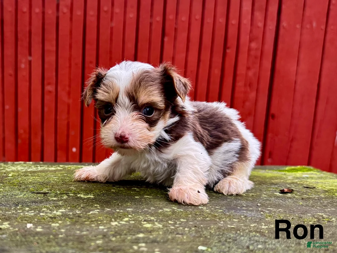 Yorkshire Terrier dogs for sale: Ron - Ad 3