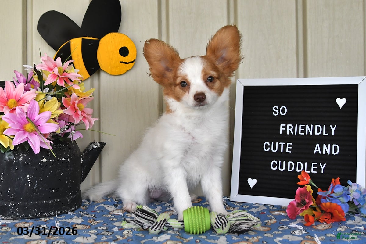 Papillon dogs Bonita - Ad 1