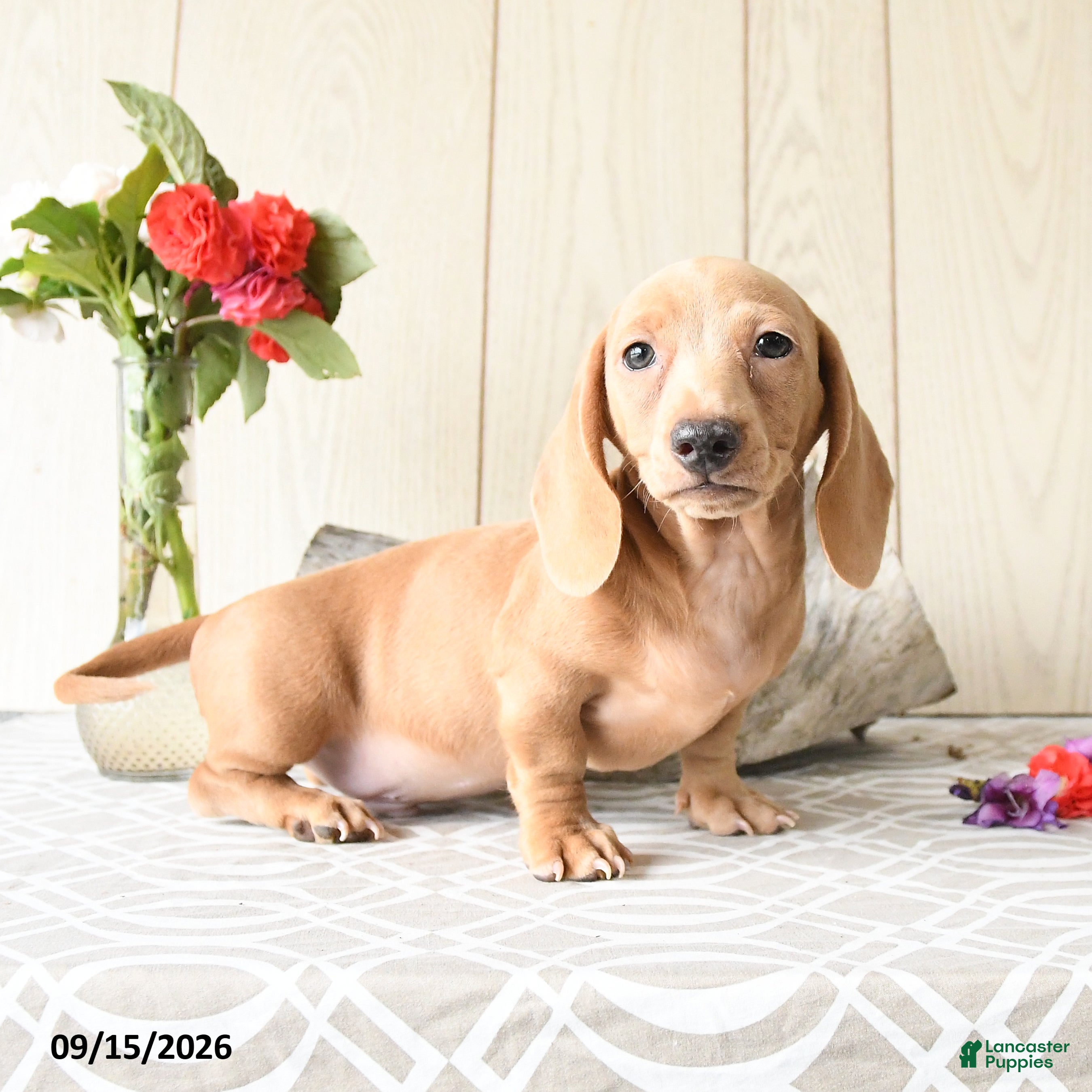 Miniature Dachshund dogs Rex - Ad 1