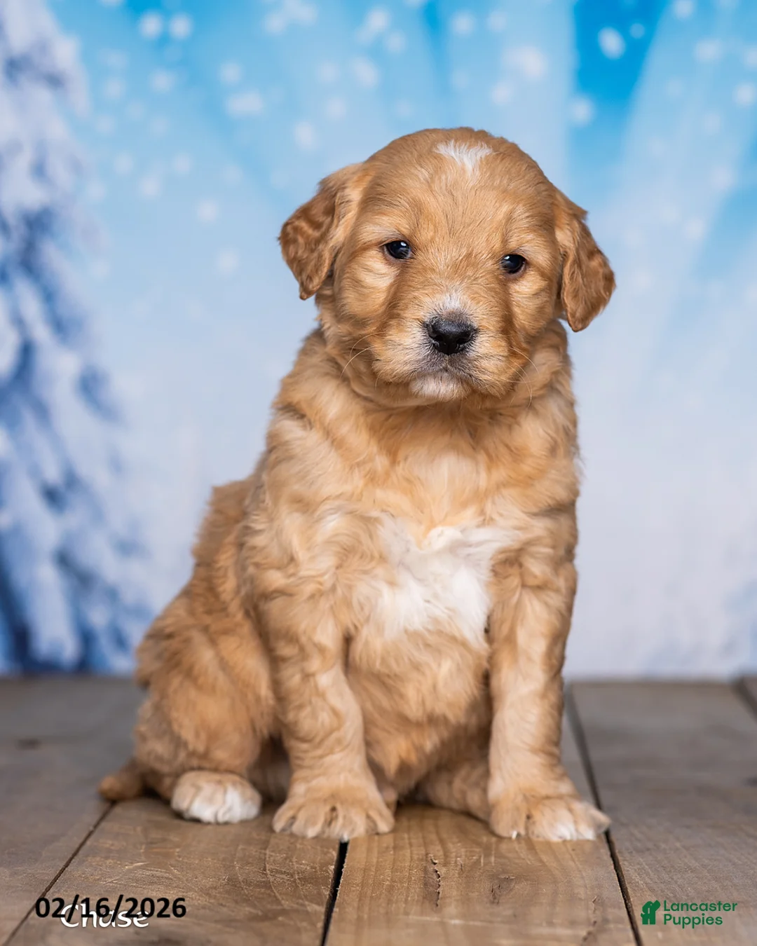 Goldendoodle dogs for sale: Chase - Ad 2