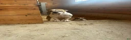English Bulldog dogs for sale: Bella - Ad 10