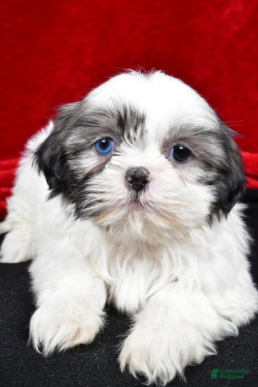 Shih Tzu dogs for sale: Debby - Ad 5