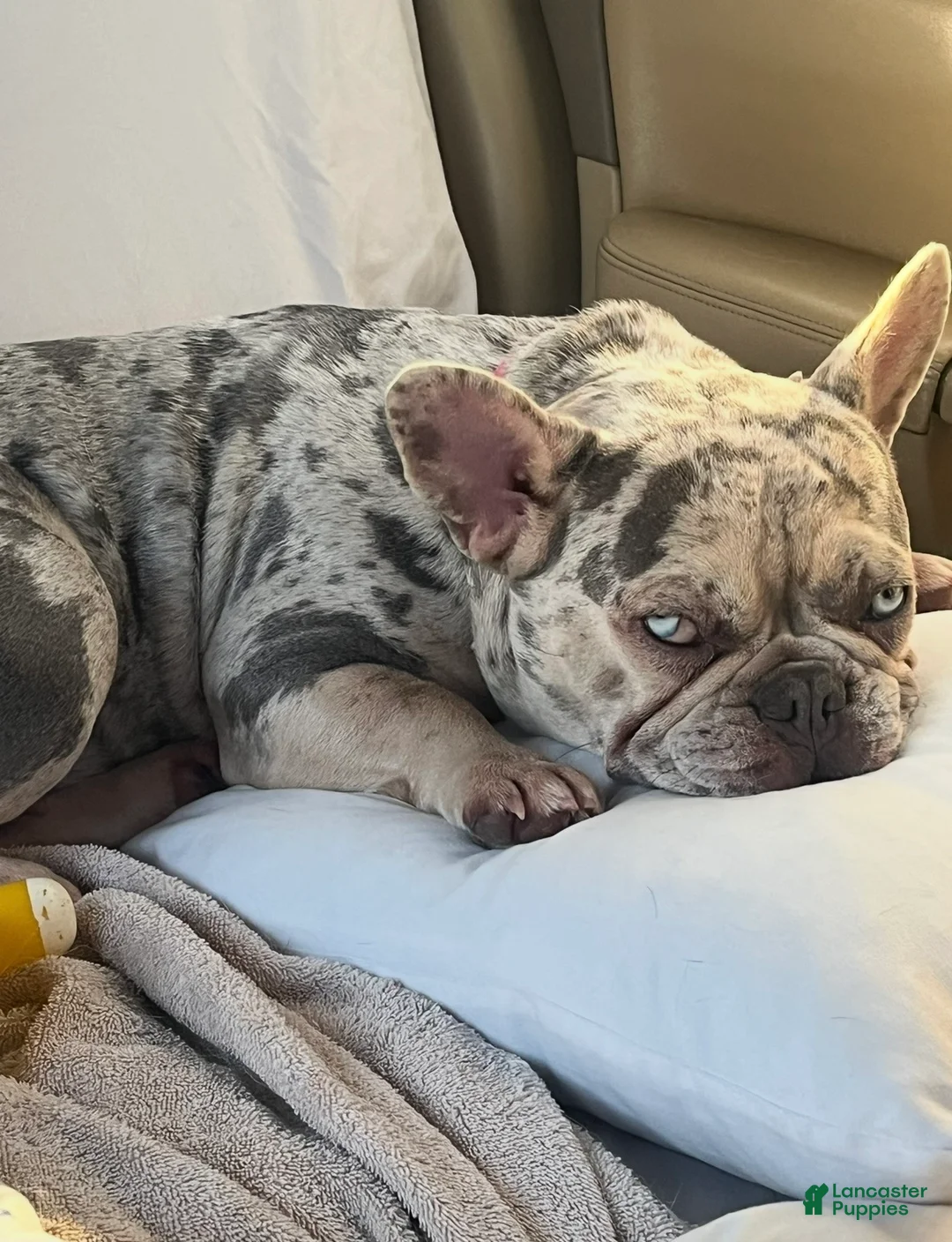 French Bulldog dogs for sale: Lulu - The Warm Soul - Ad 2