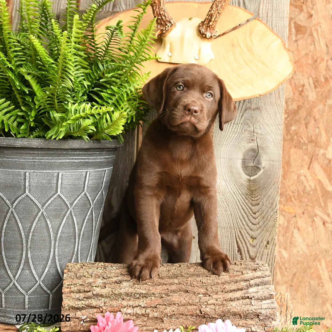 Labrador Retriever dogs for sale: Willow - Ad 2