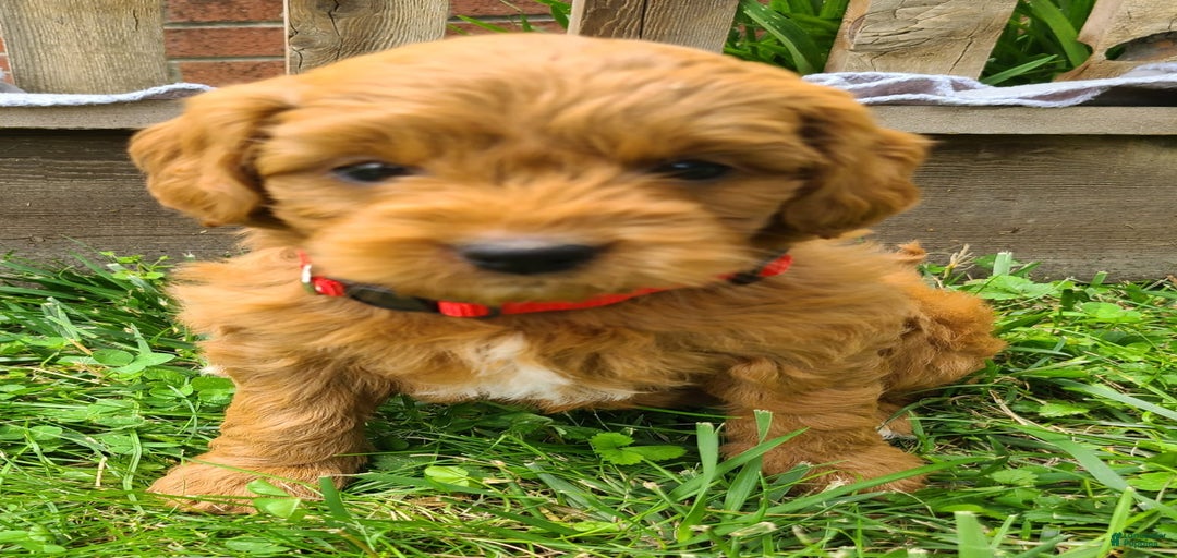 Gallery Image {{count}}