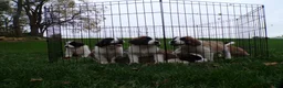 Saint Bernard dogs for sale: Belle - Ad 6