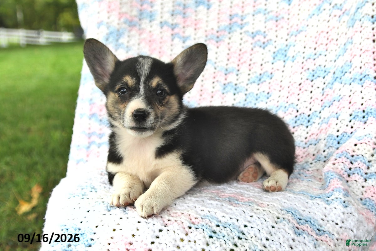 Welsh Corgi Pembroke dogs Asia - Ad 2