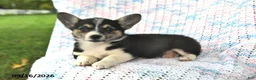 Welsh Corgi Pembroke dogs for sale: Asia - Ad 2
