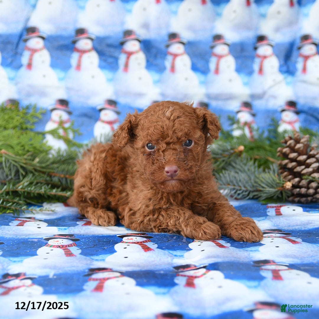 Miniature Poodle dogs for sale: Lenny - Ad 3