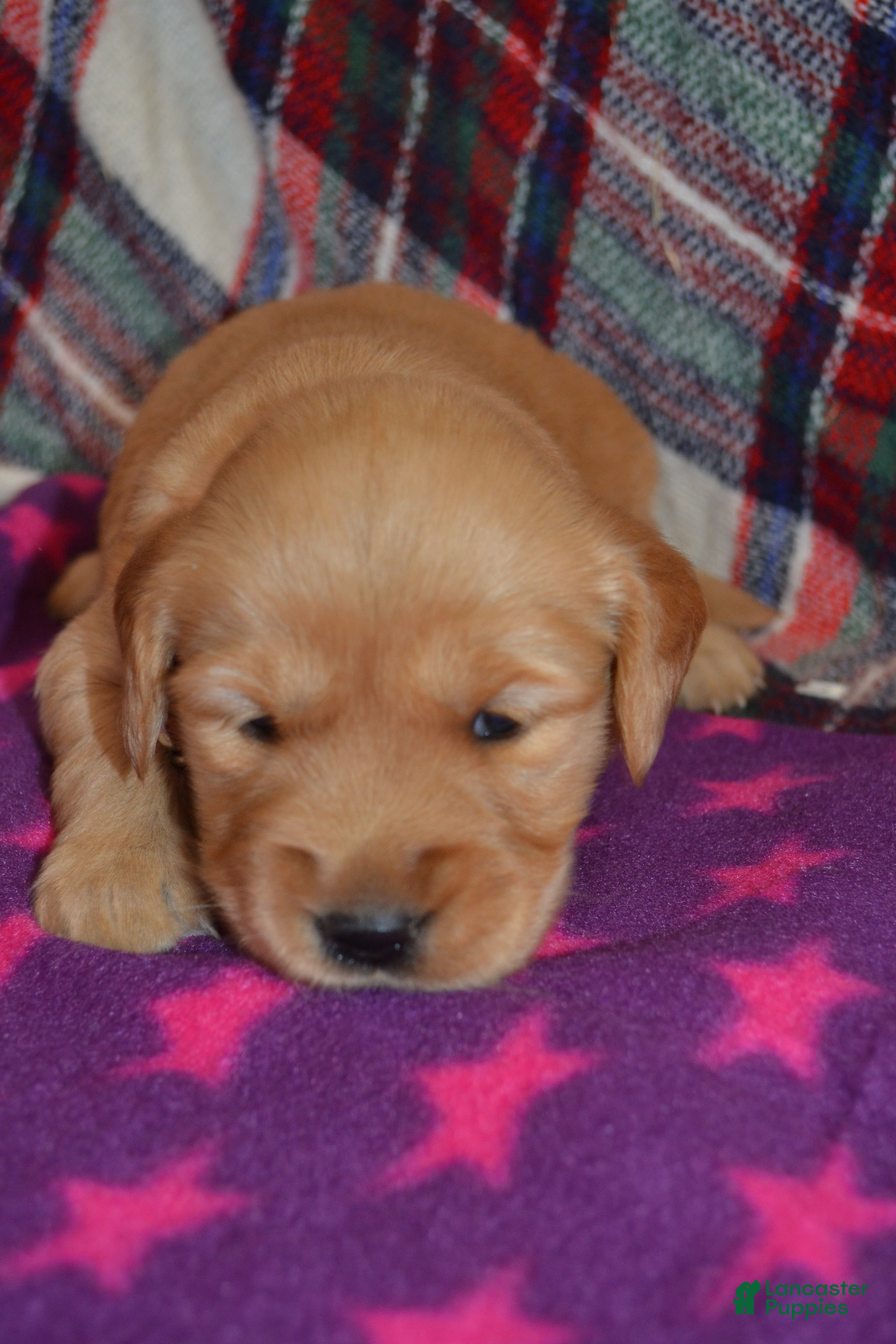 Golden Retriever dogs Mylie - Ad 2