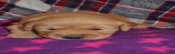 Golden Retriever dogs for sale: Mylie - Ad 2