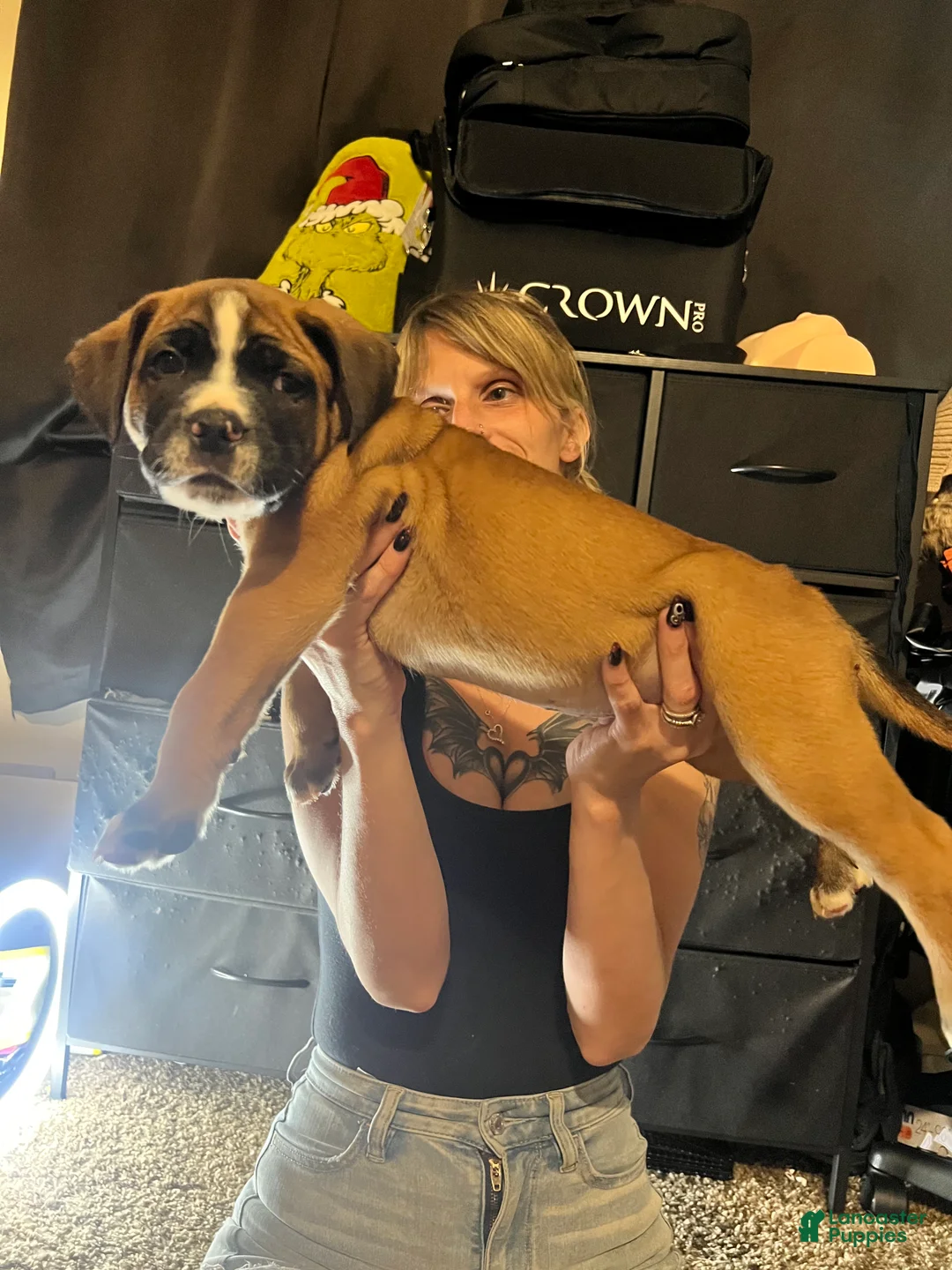 Mixed Breed dogs for sale: Mixed Breed 5 - Ad 1