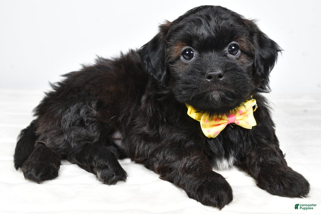 Shihpoo dogs for sale: Ike  - Ad 5