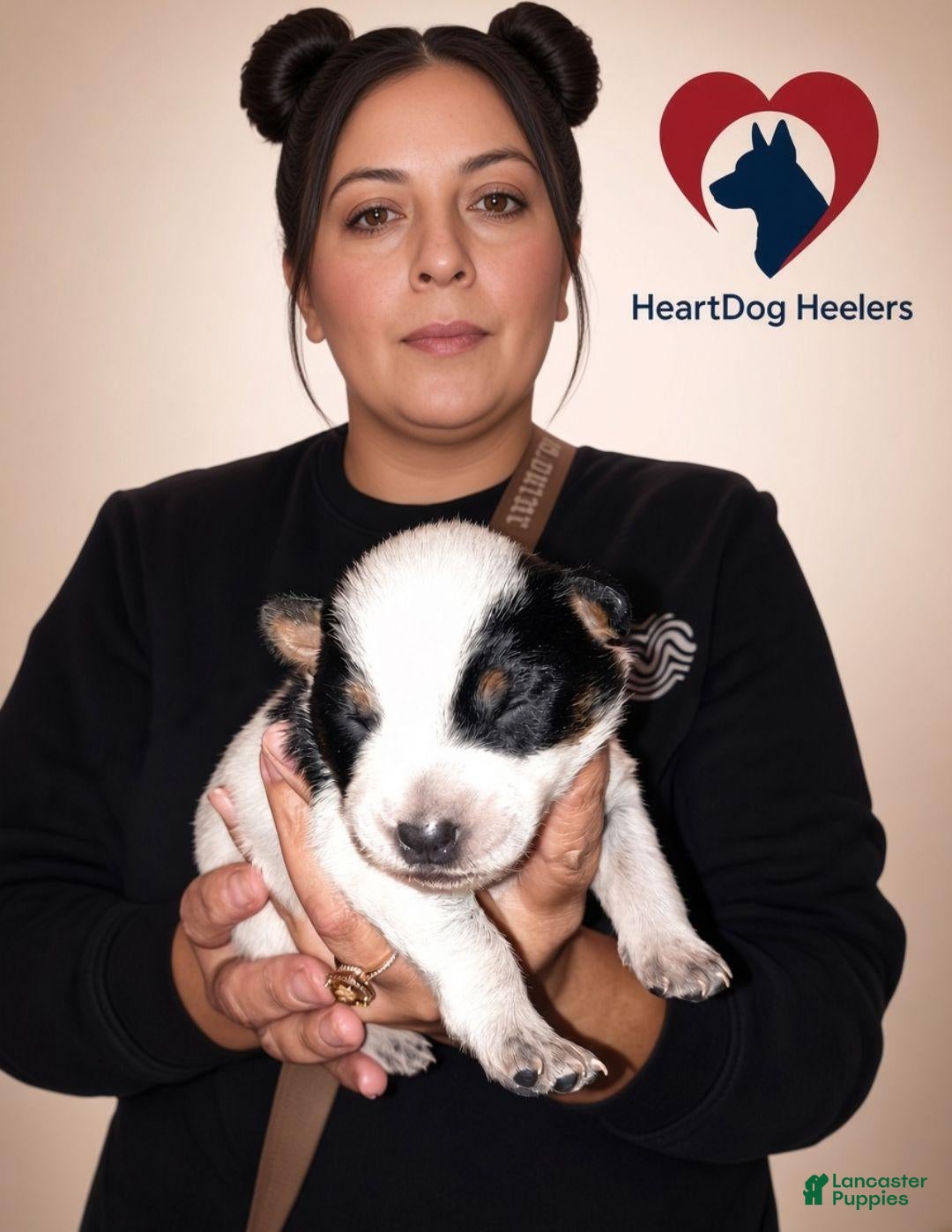 Australian Cattle Dog dogs for sale: Siren - Ad 32