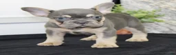 French Bulldog dogs for sale: Tucker - Ad 5