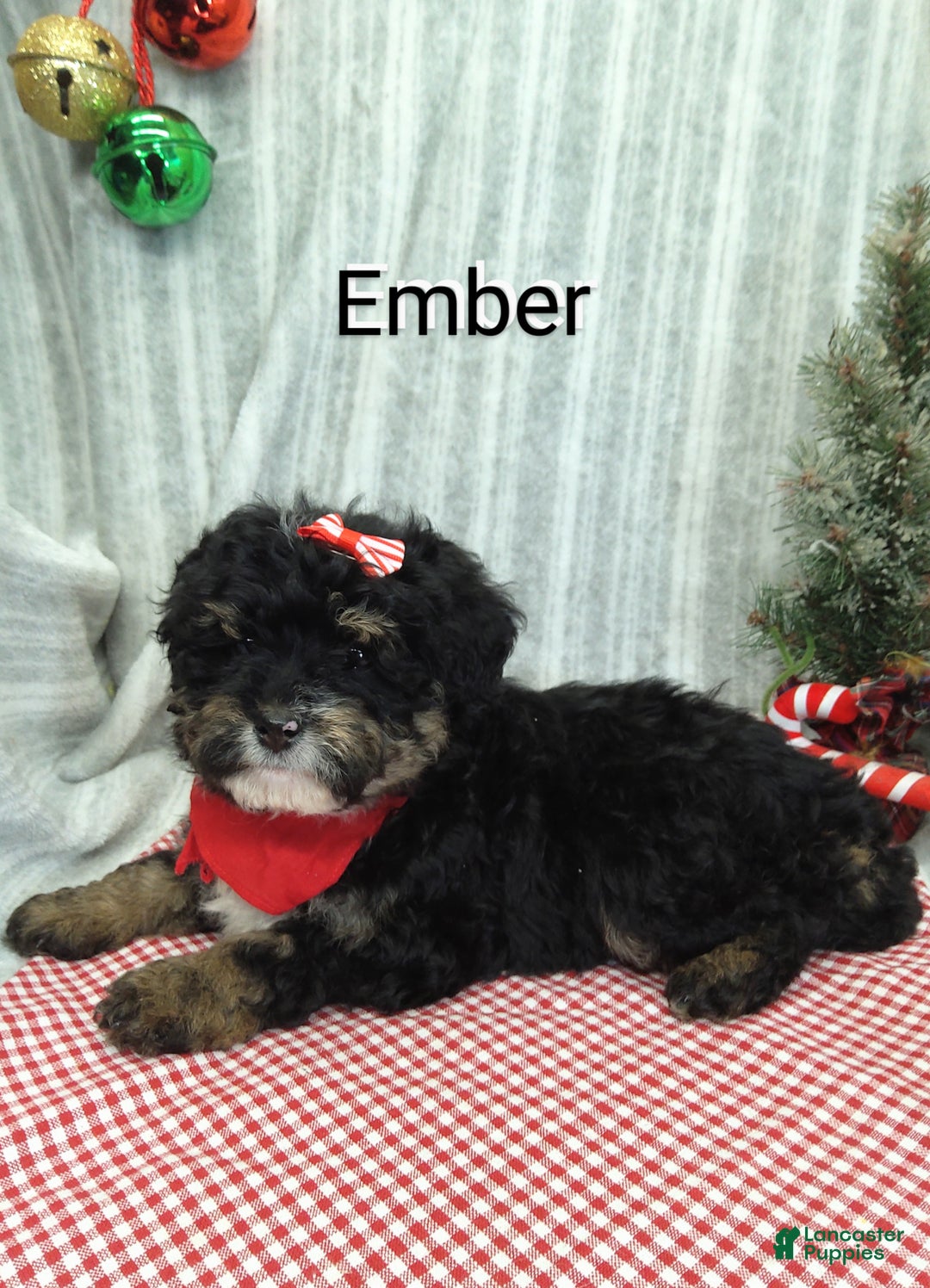 Mini Bernedoodle dogs for sale: Ember - Ad 1