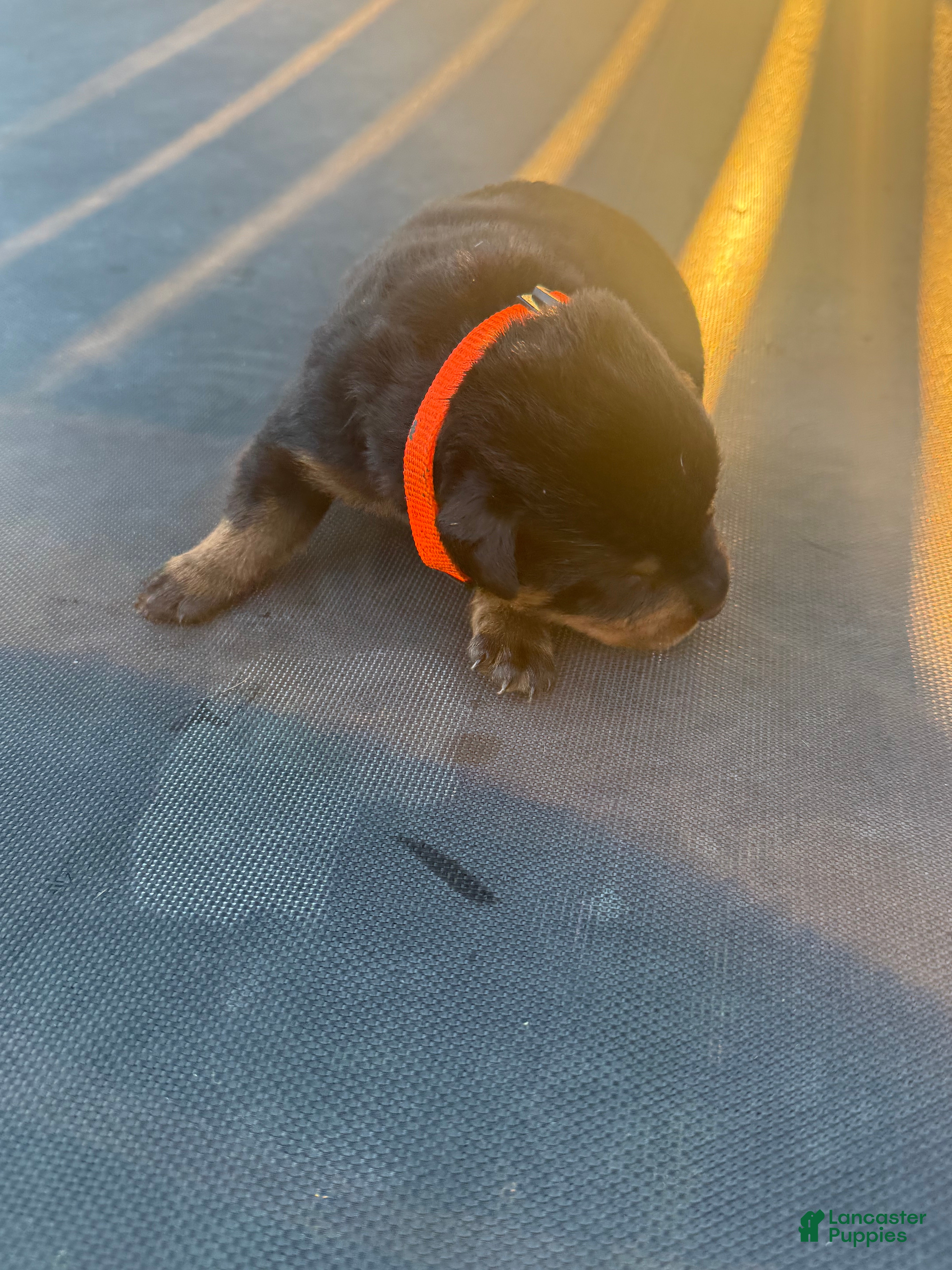 Rottweiler dogs Rottweiler 10 - Ad 39