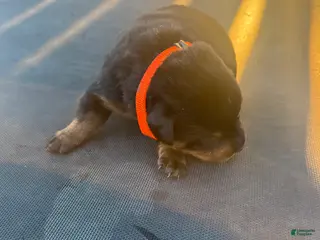 Rottweiler dogs Rottweiler 10 - Ad 31